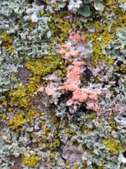Erythricium aurantiacum