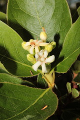 Glossostipula blepharophylla