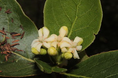 Glossostipula blepharophylla