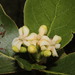 Glossostipula blepharophylla - Photo (c) Arturo Castro Castro,  זכויות יוצרים חלקיות (CC BY-NC), הועלה על ידי Arturo Castro Castro