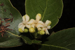 Glossostipula blepharophylla