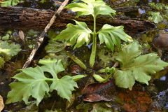 Ceratopteris pteridoides