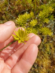 Podocarpus laetus × Podocarpus nivalis