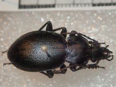 Carabus graecus trojanus