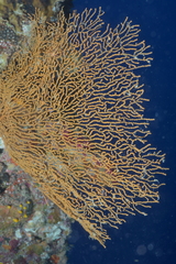 Villogorgia citrina