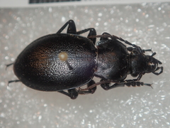 Carabus graecus trojanus