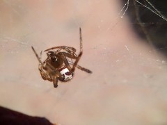 Steatoda nobilis