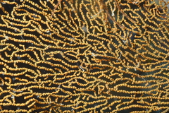 Villogorgia citrina