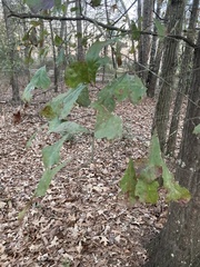 Quercus