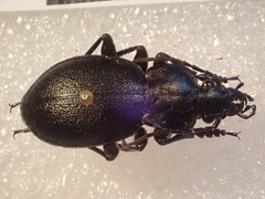 Carabus graecus trojanus