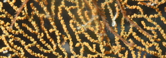 Villogorgia citrina