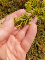 Podocarpus laetus × Podocarpus nivalis