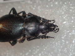 Carabus graecus trojanus