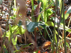 Trillium underwoodii image