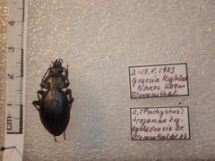 Carabus graecus trojanus