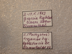 Carabus graecus trojanus