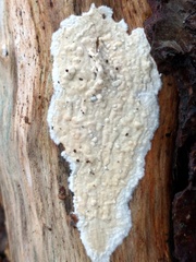 Cylindrobasidium laeve