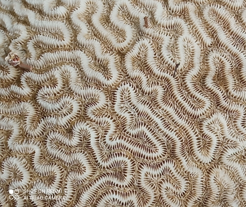 Symmetrical Brain Coral
