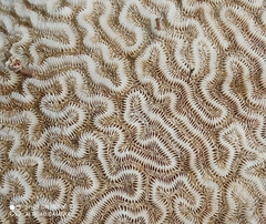 Symmetrical Brain Coral