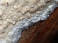 Cylindrobasidium laeve