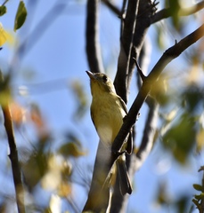 Vireo gundlachii