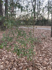 Quercus