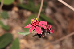 Lasianthaea rosei