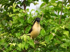 Donacobius atricapilla