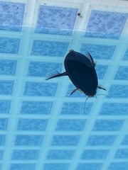 Megadytes