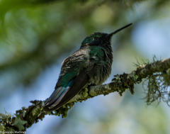 Colibri serrirostris
