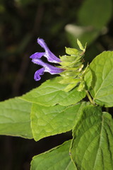 Salvia beltraniorum