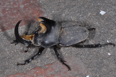 Diloboderus