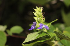 Salvia beltraniorum