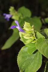 Salvia beltraniorum