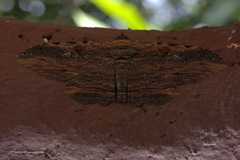 Anisoneura aluco