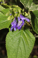 Salvia beltraniorum