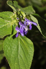 Salvia beltraniorum