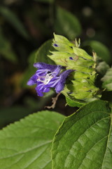 Salvia beltraniorum