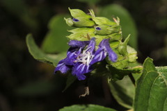 Salvia beltraniorum