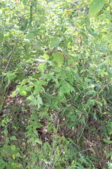 Salvia beltraniorum