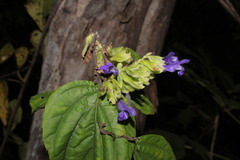 Salvia beltraniorum