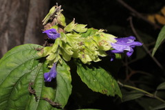 Salvia beltraniorum