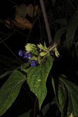 Salvia beltraniorum