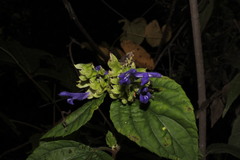 Salvia beltraniorum