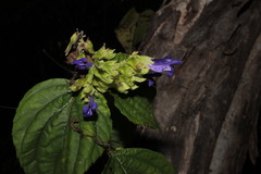 Salvia beltraniorum