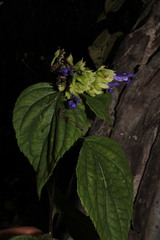 Salvia beltraniorum