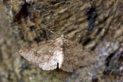 Anisoneura aluco