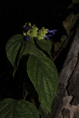 Salvia beltraniorum