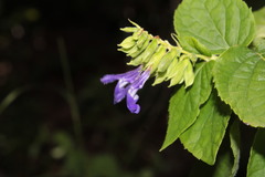 Salvia beltraniorum