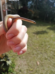 Atractus werneri